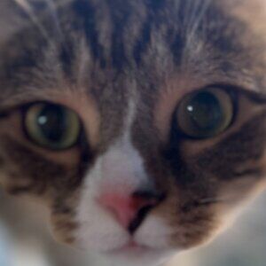 Meet your Posher, Hijab